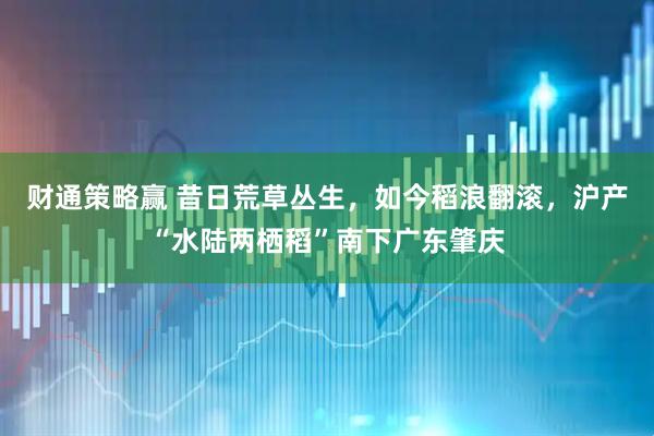 财通策略赢 昔日荒草丛生，如今稻浪翻滚，沪产“水陆两栖稻”南下广东肇庆